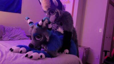 Freaky Furry Copulation and Blowjob In Cute Wolf and Raccoon Costumes - anysex.com